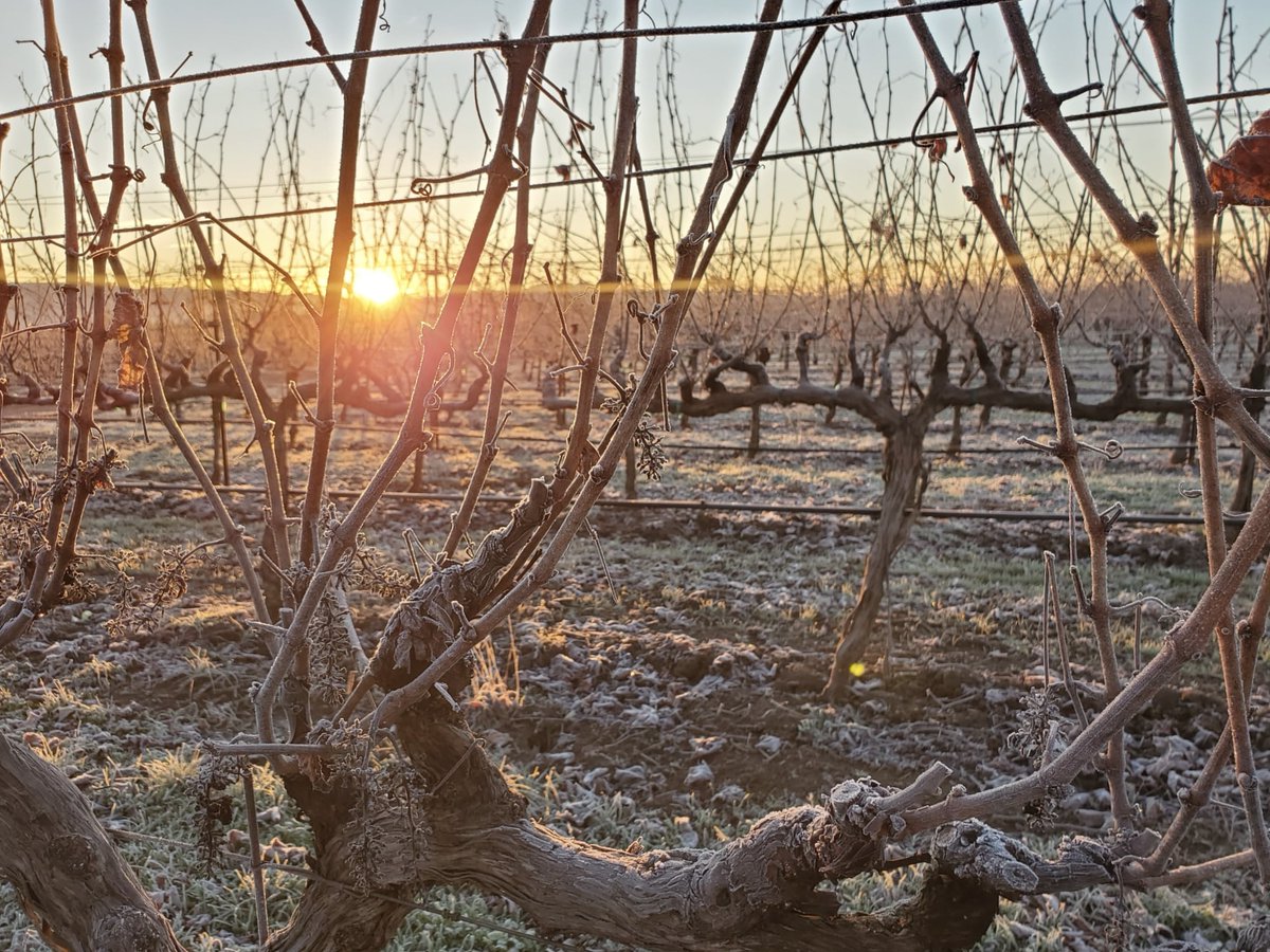 AJVineSupply's tweet photo. We hope you had a wonderful Holiday Season and a Happy New Year! We are back and OPEN Monday - Friday 7:30 am to 4 pm. Stop by and say hi - we'd love to see you! ☕🍰

#napavalley #wintervines #vineyards #winter #california https://t.co/ZiCc0Udyi3
