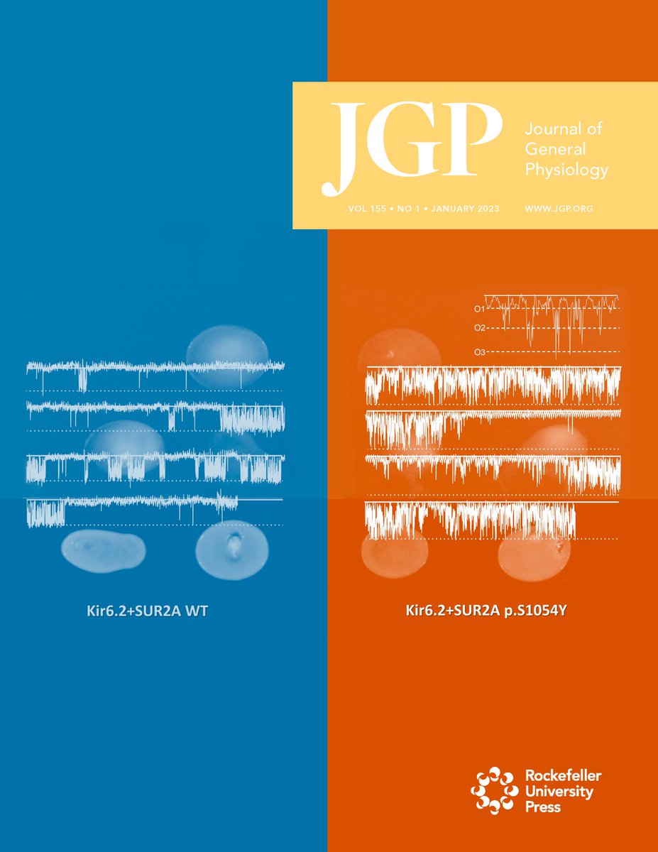 On our January cover: analyses of SUR2A WT (left) and p.S1054Y (right) by yeast two-hybrid assays and unitary current measurements. From Crespo-Garcia et al. (bit.ly/3WlionX).
Read JGP’s Jaunary Issue: bit.ly/3hKnA5M