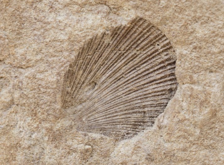 FossilBonanza's tweet photo. How do paleontologists reconstruct habitats? A good starting point is comparing what you know to what you observe. If you find a seashell fossil you can infer the habitat may have water. More fossils can add context if it was a river, beach, or ocean.
#HabitatWeek https://t.co/qdQTxdOLLl