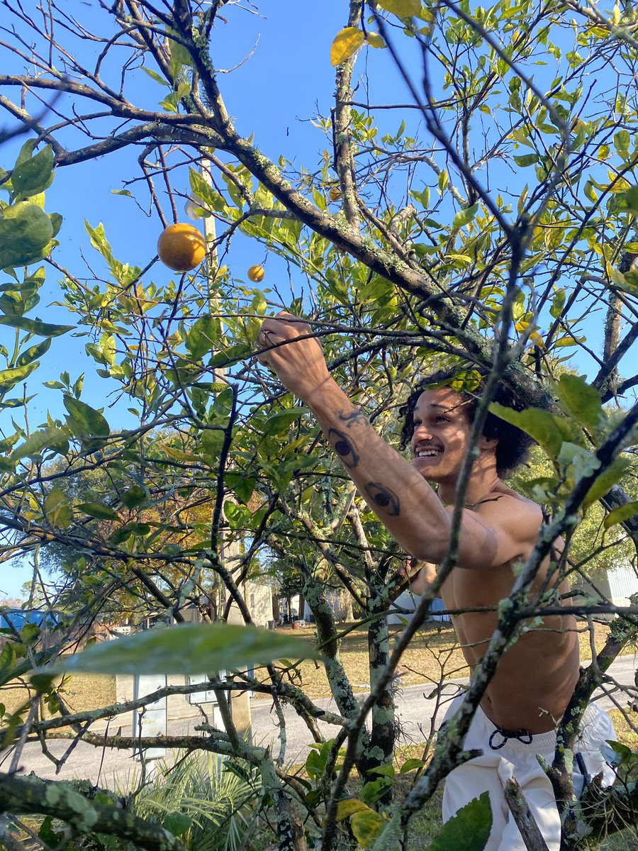 Grand Rise Grand Rise 🌞

Picking some oranges from the tree 🍊

Best thing about it is they have seeds for me to replant 🌱 #ecofriendly #gardening #farming #greenchipNFT
