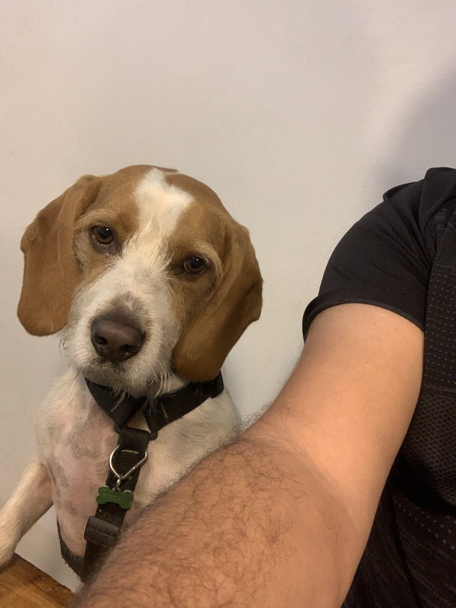 Perdut gosset entre Can Massuet del Far i el santuari del corredor. Porta arnés amb xapa identificativa amb els telèfons de contacte. Es diu Rocky

Agraeixo difusió

Gràcies i bon any