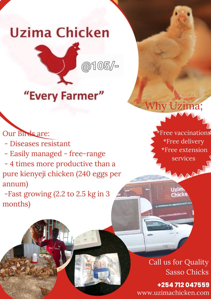 waswa_jnr's tweet photo. Support my hustle 
For quality robust Sasso day-old chicks, call 0712047559

Nabii 
Gachagua 
Robbery 
Aboubakar 
#ManMonday 
#BetterTogether https://t.co/vYh18jO5YN