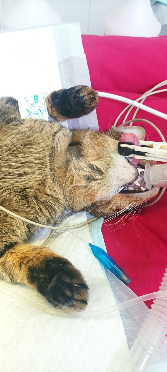 Primera anestesia del año 2023!