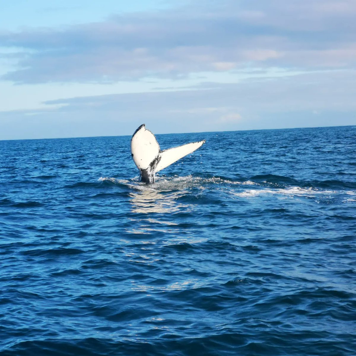 Humpback whale off Scilly.
Apparently the same one that was here in Dec 2020.. Pi is his name.