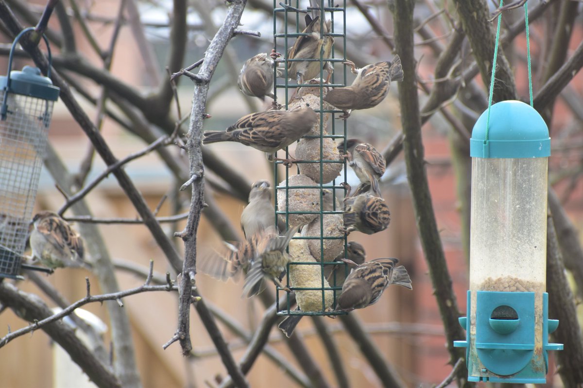 House Sparrows (Passer domesticus) 26/11/2022 #TwitterNatureCommunity #birdphotography #passerdomesticus #housesparrow