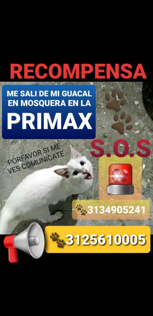 GabrielaVarP's tweet photo. 🔴🟢#CuadranteK cundinamarca comparte este servicio social. Esta hermosa🐈color blanco, esterilizada, se PERDIO, fue rescatada y en el traslado desafortunadamente se salió del guacal. En #Mosquera, ayúdanos a encontrarla 🙏 @AlcMosquera #cundinamarca 📲 3134905241 / 3125610005 https://t.co/TlKErgNJcT