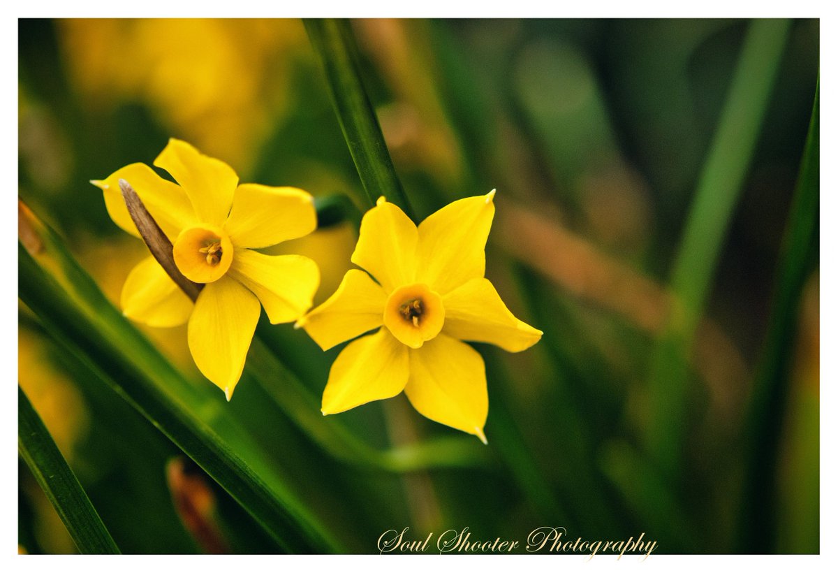 Good morning!!!
soulshooter.com/earth-soul
#art #fineart #nature #naturephotography #photography #flowers #soul #flora #floralphotography #yellow #green #beautiful #happy #daffodil #grass #earthsoul