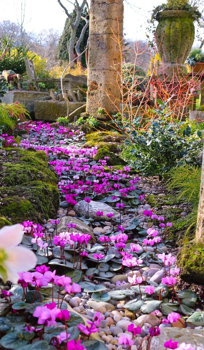 christophhowell's tweet photo. The very popular River Coum, flowing through John Massey's Ruin Garden last February. John's Garden @ashnurs will be open again on Saturdays from February onwards, admission fees raising funds for charity. https://t.co/OlWIjPOoT1