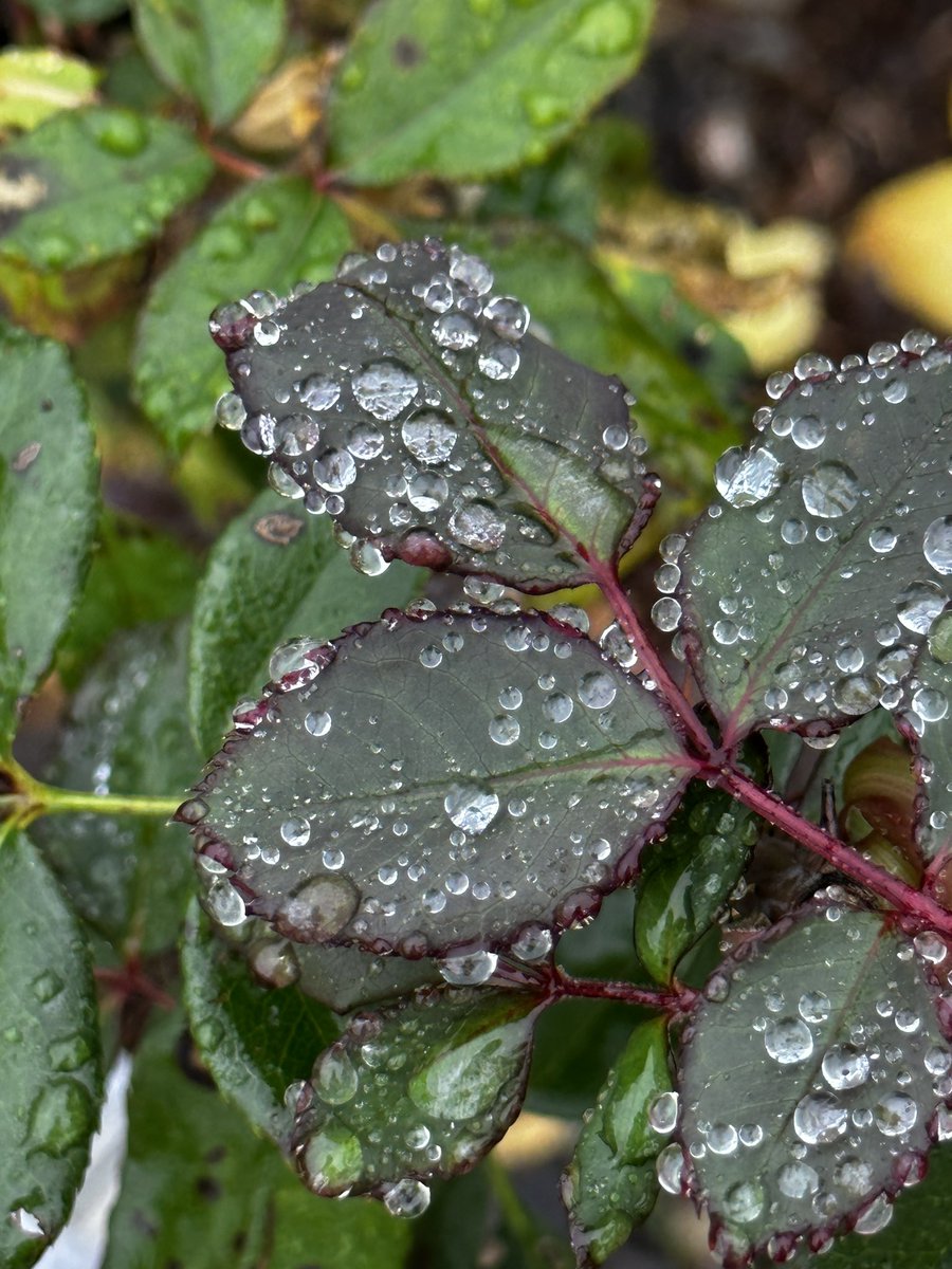 createinchrist's tweet image. If you do not believe that you were fearfully and wonderfully made, look at the small things in life. Look at all the details God put into just a single flower or just the dewdrops on a single leaf. If he put that much detail into a plant, imagine the detail he put into you.