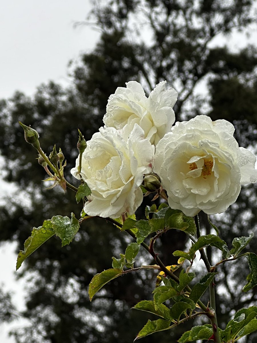 createinchrist's tweet image. If you do not believe that you were fearfully and wonderfully made, look at the small things in life. Look at all the details God put into just a single flower or just the dewdrops on a single leaf. If he put that much detail into a plant, imagine the detail he put into you.