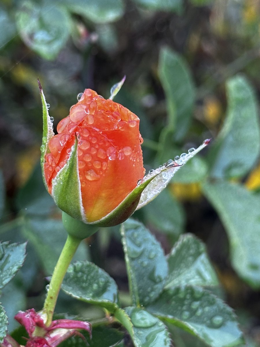 createinchrist's tweet image. If you do not believe that you were fearfully and wonderfully made, look at the small things in life. Look at all the details God put into just a single flower or just the dewdrops on a single leaf. If he put that much detail into a plant, imagine the detail he put into you.