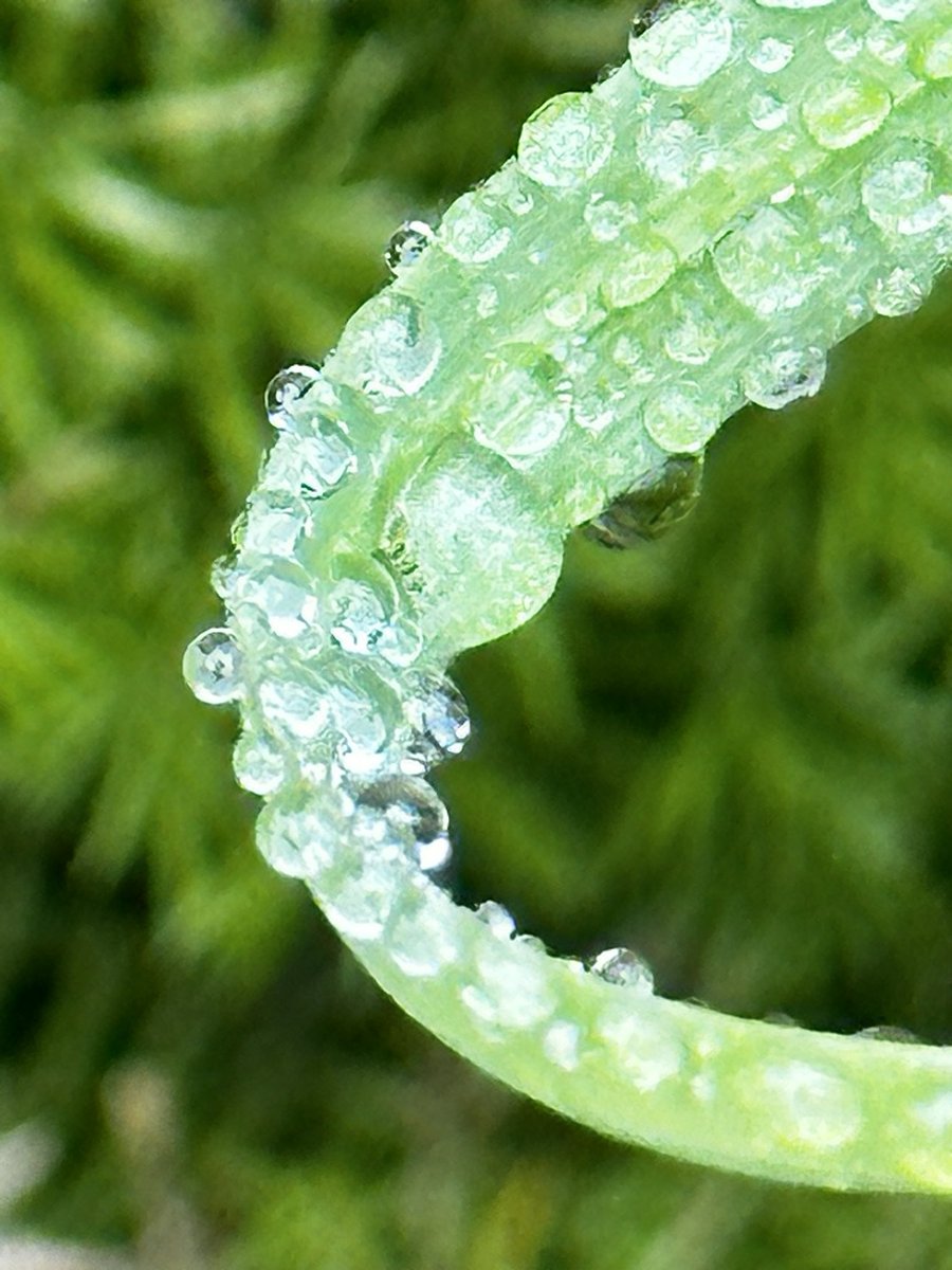 createinchrist's tweet image. If you do not believe that you were fearfully and wonderfully made, look at the small things in life. Look at all the details God put into just a single flower or just the dewdrops on a single leaf. If he put that much detail into a plant, imagine the detail he put into you.