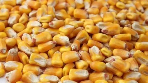 Feed Strategy magazine tweet media