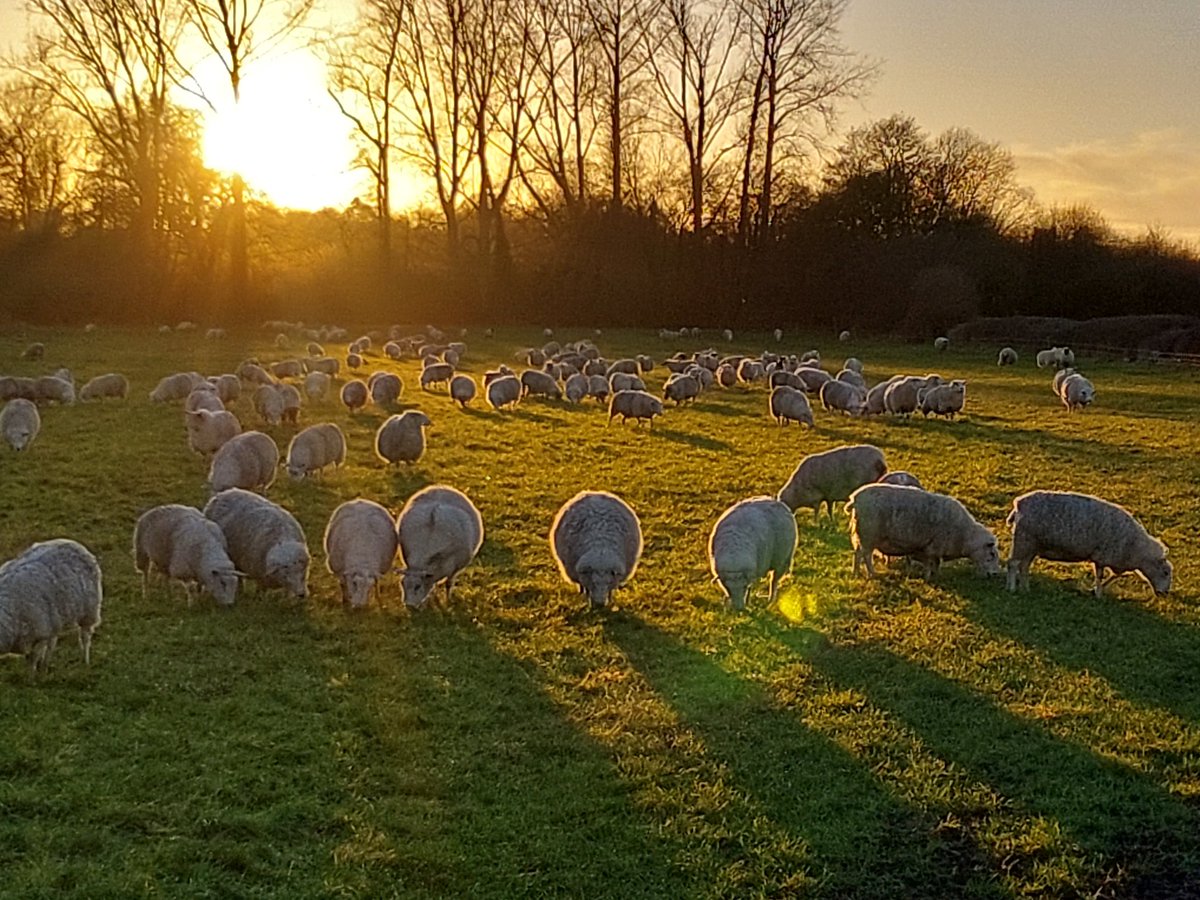 2023 winter grazing #happysheep