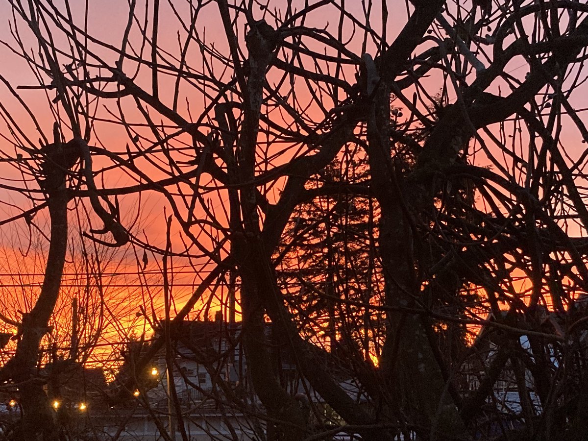 vannutmeg's tweet photo. @CBCStephenQuinn sunrise through East Van fig tree https://t.co/qHf4tX5mkw