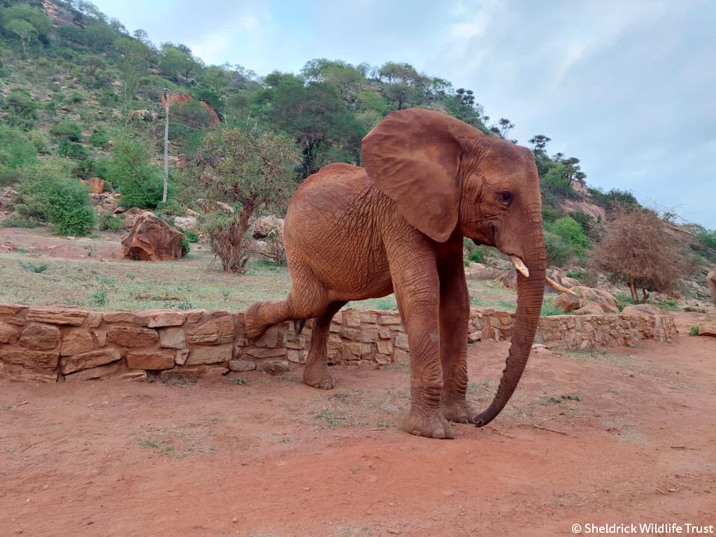 Striking a pose is another member of last week's homecoming crew! Panda went off with Edie &amp; Mweya in Feb 2022, alongside Naipoki, Kenia, &amp; Mbirikani to name a few. Rescued from a ranch abutting Tsavo in 2012, Panda skipped the Nursery stage &amp; was raised at Voi, before going wild