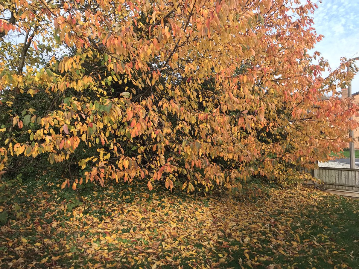 Firsttreecare tweet picture