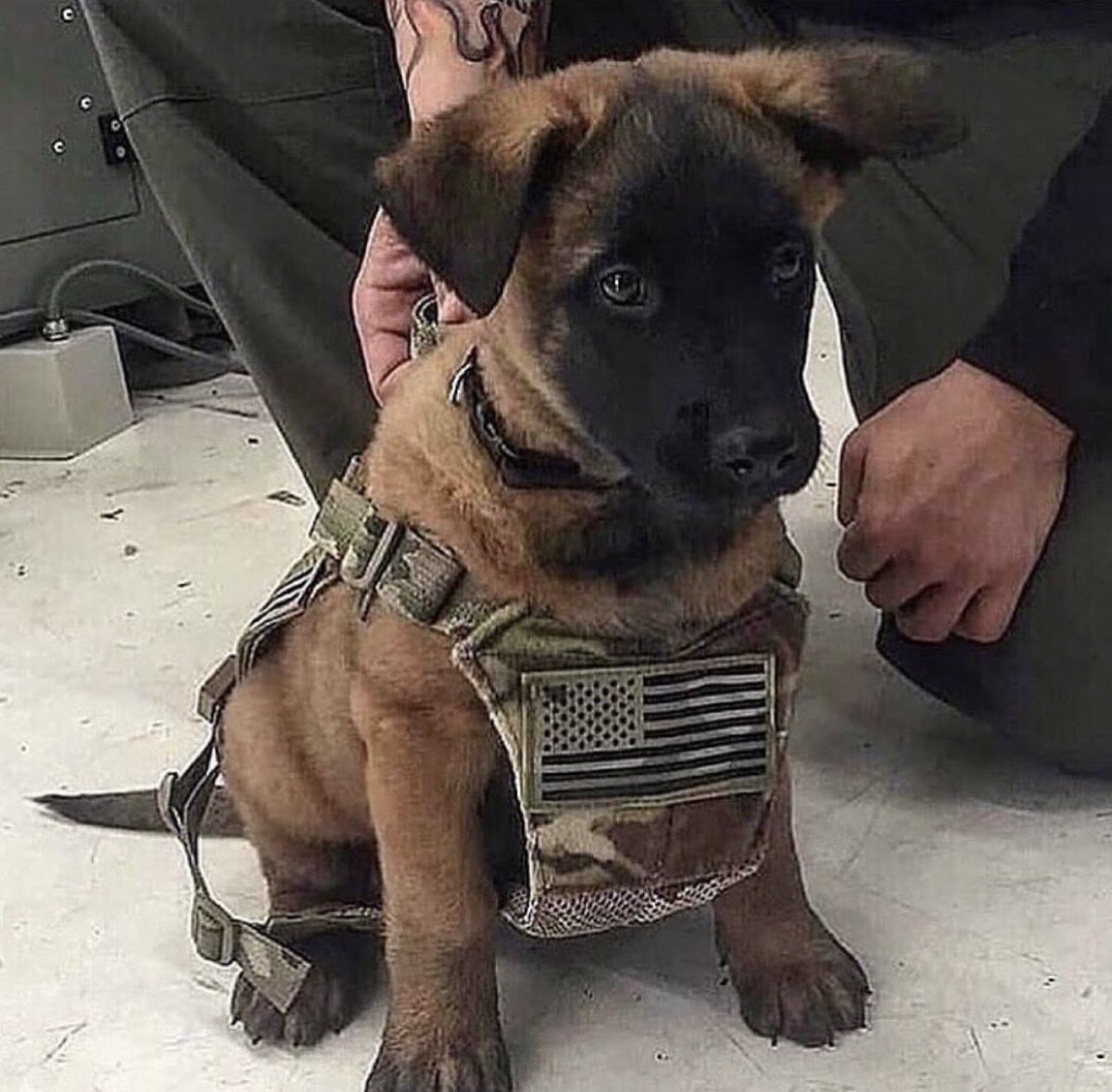 Military Support tweet media