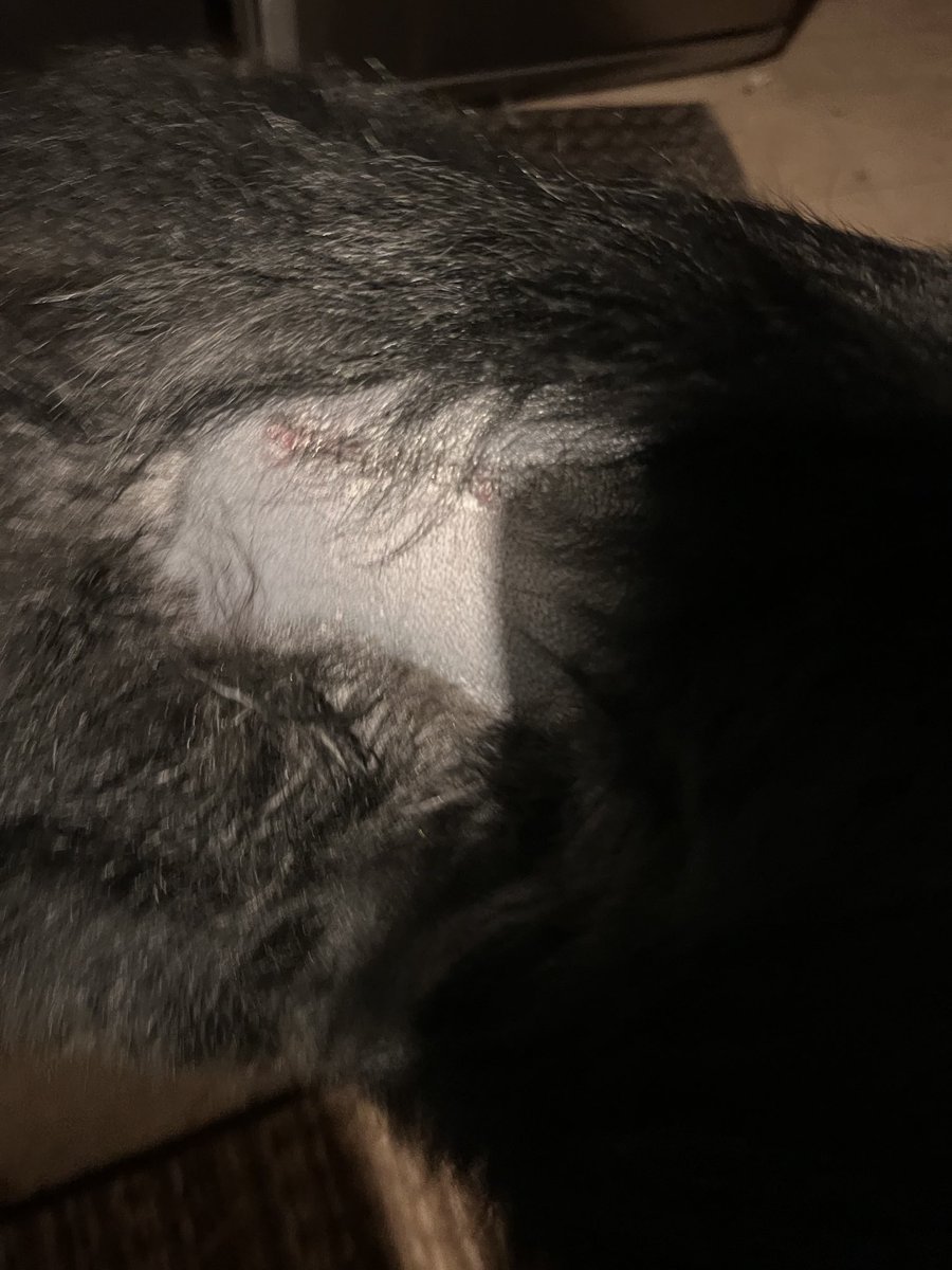 ZaklinaczLosiow's tweet image. Czekają nas bardzo trudne dni. 
Ale wojownik tylko zaciska #kły.