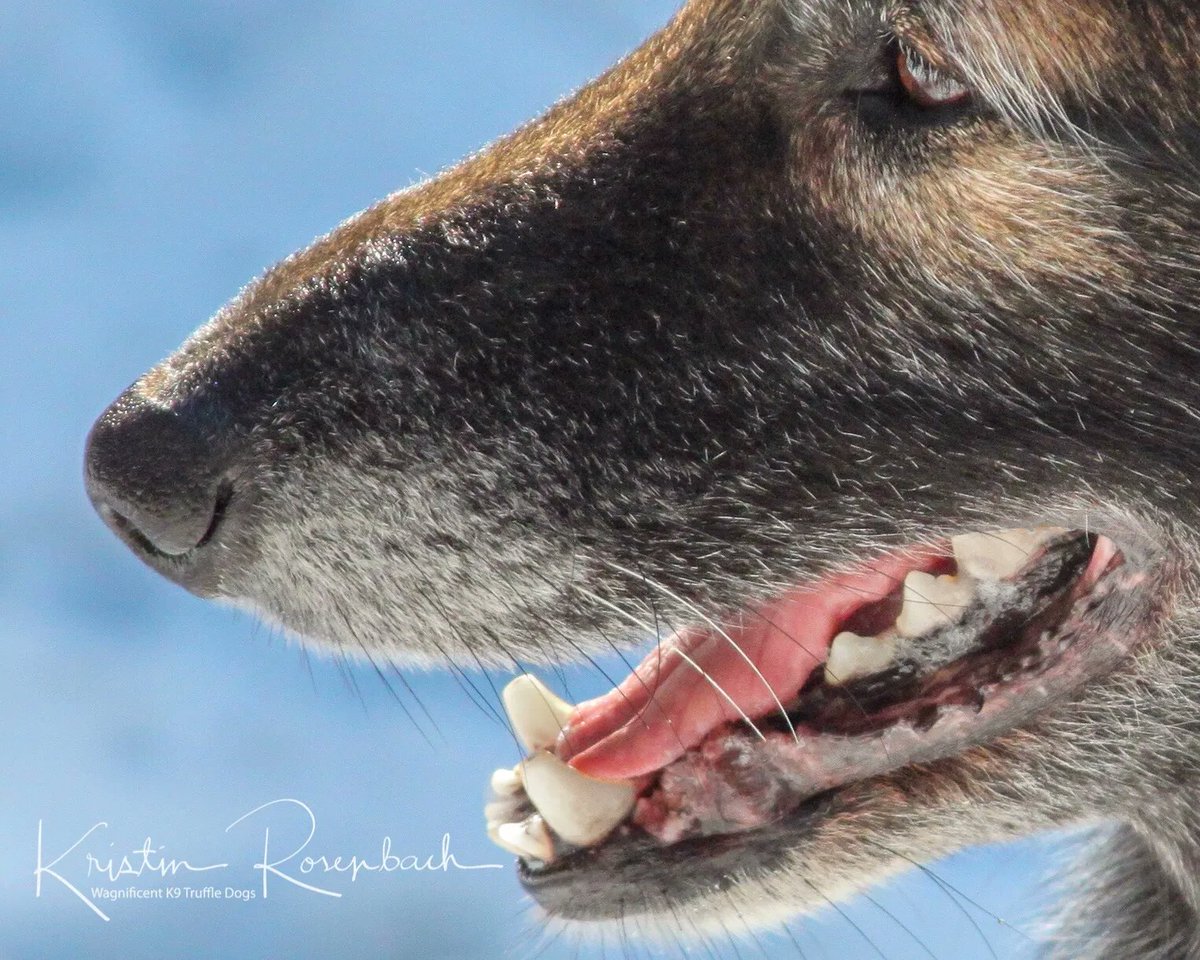 TruffleDogBlog's tweet photo. Truffle hunting dogs will often pick up the odor of a truffle several yards (or more) away. Any dog can learn to truffle hunt, regardless of breed or age. You can learn more in this FREE 30-minute lesson https://t.co/BC7gNKTIBl
#TruffleDogs #DogTraining #OnlineDogTraining https://t.co/P9p7NvJG6f