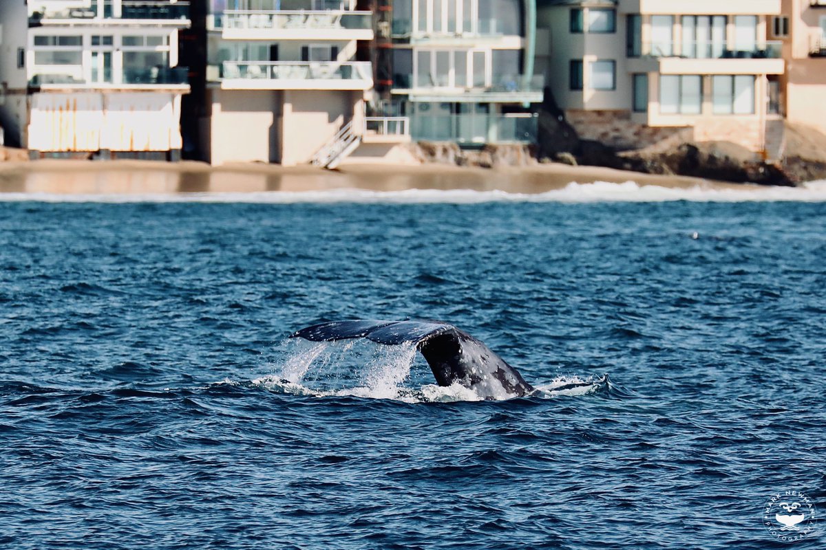 MarkNewmanPhoto's tweet photo. #gray #whale #danapoint #whales #dolphin #dolphins #whalewatching #fish  #ocean #sea #nature #sealife #beachlife #oceanlife #marinelife #naturephotography #oceanphotography #cetaceans #scenery #landscape #wildlifephotography #aloha #california #pacificocean #animals #animal #love https://t.co/WyfSHQg8ZP
