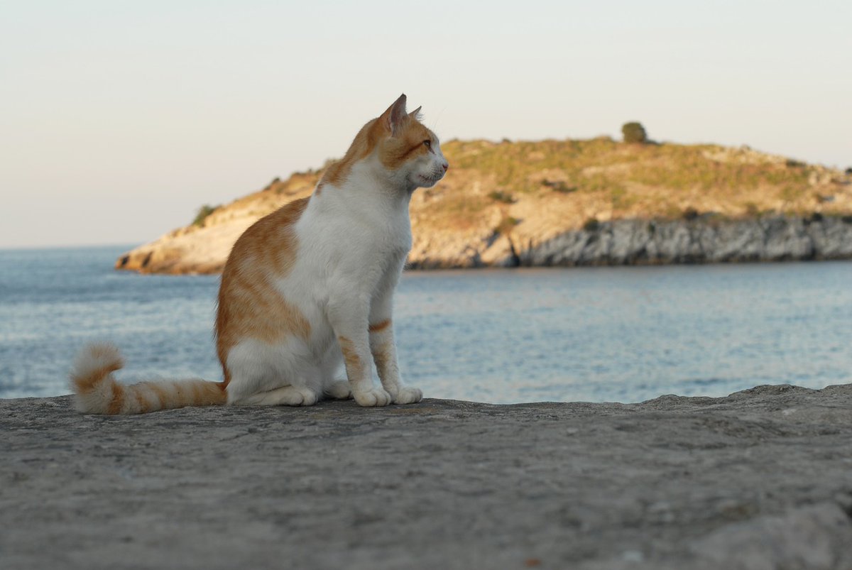 hamptoncoton's tweet photo. #HamptonsHeaven  “No heaven will not ever Heaven be. Unless my cats are there to welcome me.” – Anonymous https://t.co/gS6vMcq53M