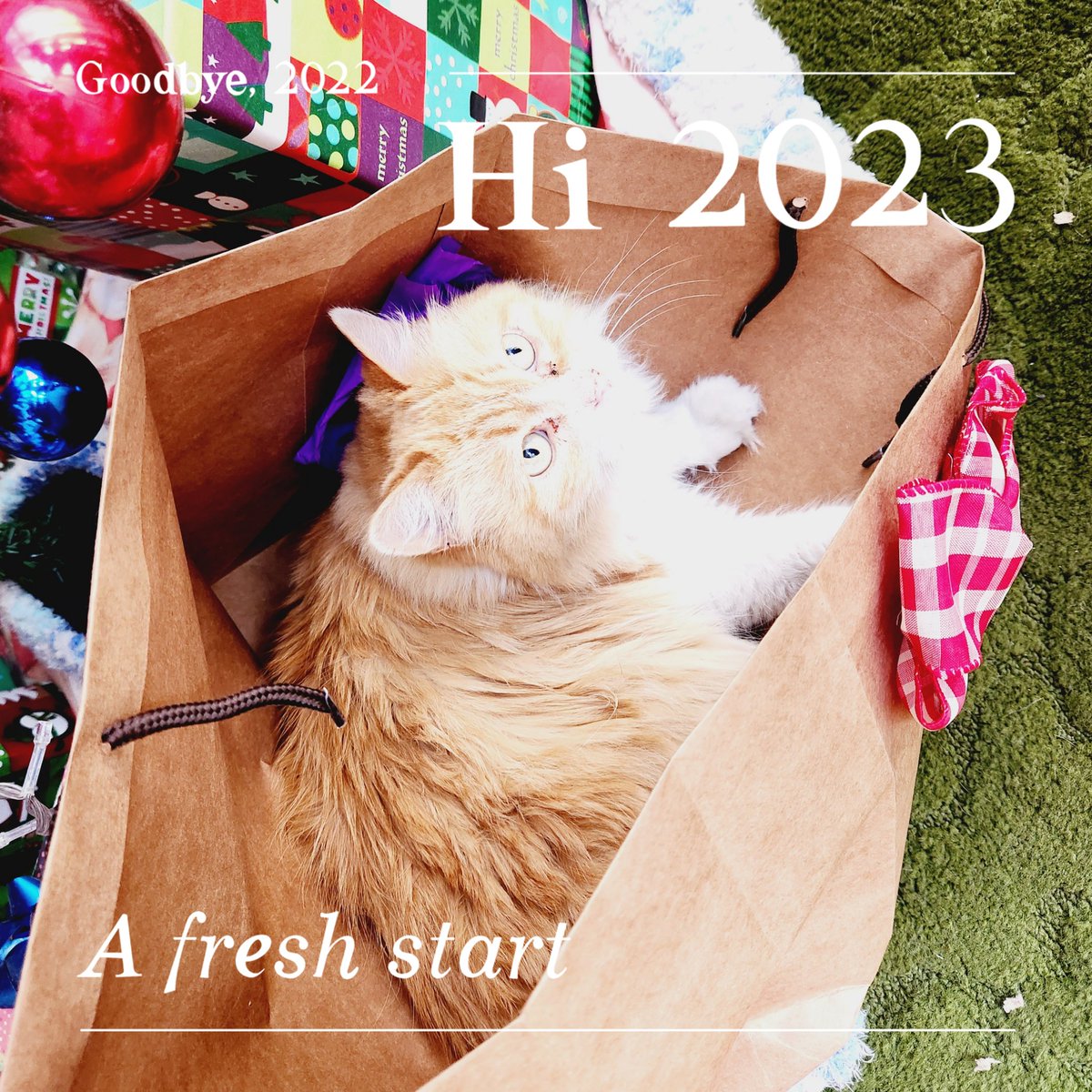 Ruthsy25's tweet photo. I wish you a 2023 full of good new memories, love, health, wealth, adventures and lots of personal growth!!! #2023 #motivation #quote #newyear #cats #catstagram #catsofinstagram #catslover #animals #nature https://t.co/X0WQJI0qTk