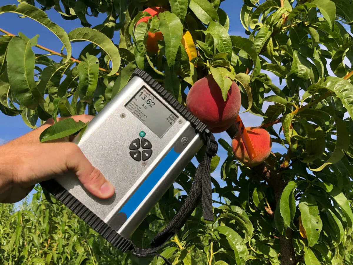 Colorado yields the sixth-most peaches in the country, with more than 2,000 acres of peach orchards producing 30 million pounds annually. Could a new, nondestructive sensor bolster the industry?
buff.ly/3VmtNm2