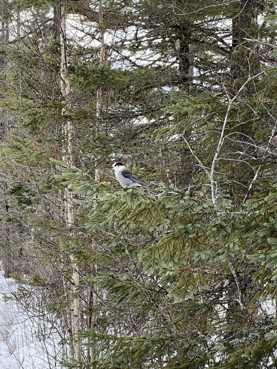Had a successful new years visit to the Adirondacks to find birds unique to that region of New York State. Was unable to find pine grosbeaks - next time!

1- Boreal Chickadee
2- Black-Backed Woodpecker
3- Canada Jay