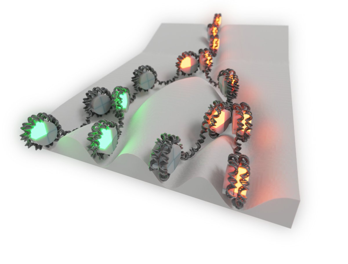 Hubrecht Institute (@_hubrecht) on Twitter photo The lab of <a href="/AlexandervanOu1/">Alexander van Oudenaarden</a> developed two new methods to study chromatin in single cells. Researchers can use these methods, published in <a href="/NatureBiotech/">Nature Biotechnology</a> and <a href="/NatureGenet/">Nature Genetics</a>, to increase our understanding of chromatin regulation during development. hubrecht.eu/new-methods-fo… The lab of <a href="/AlexandervanOu1/">Alexander van Oudenaarden</a> developed two new methods to study chromatin in single cells. Researchers can use these methods, published in <a href="/NatureBiotech/">Nature Biotechnology</a> and <a href="/NatureGenet/">Nature Genetics</a>, to increase our understanding of chromatin regulation during development. hubrecht.eu/new-methods-fo…