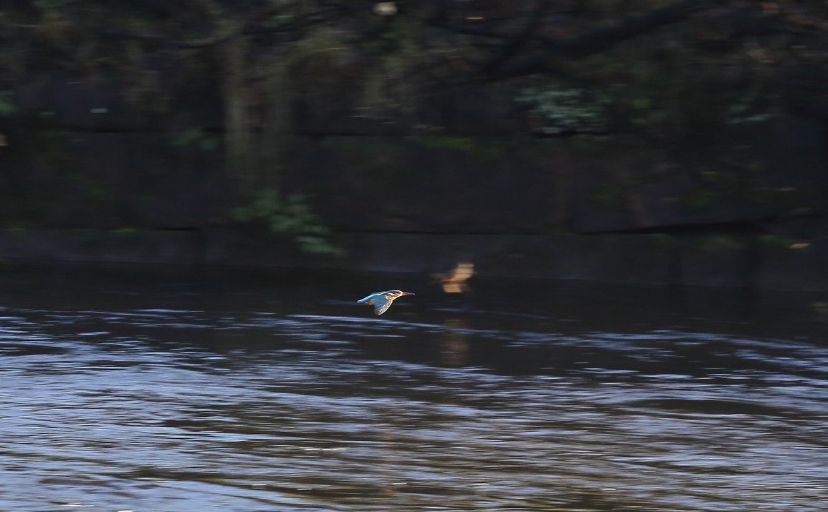 Always the day when you don’t bring the big lens, what zooms by on the River Leven at Balloch. #rspb @RSPBLochLomond @Natures_Voice #kingfisher #riverleven #BirdsOfTwitter