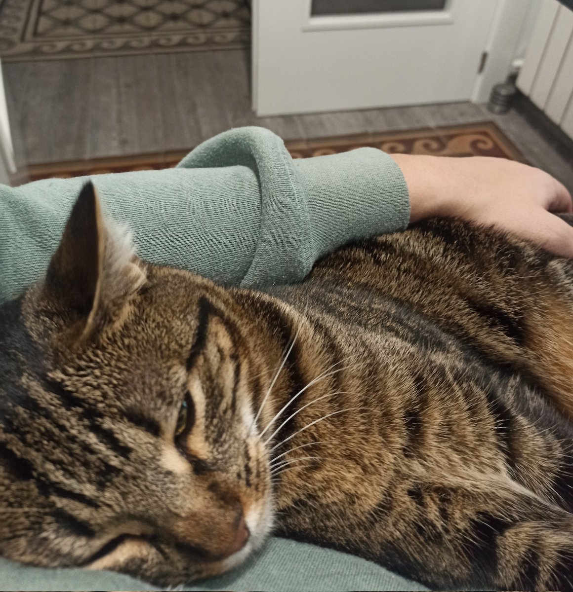 diegoculebrix's tweet photo. Quiero mucho a mi gatita, nada, ese el tweet 🥺🤍 https://t.co/hKpEVdhJF1