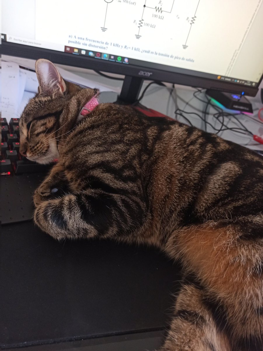 diegoculebrix's tweet photo. Quiero mucho a mi gatita, nada, ese el tweet 🥺🤍 https://t.co/hKpEVdhJF1