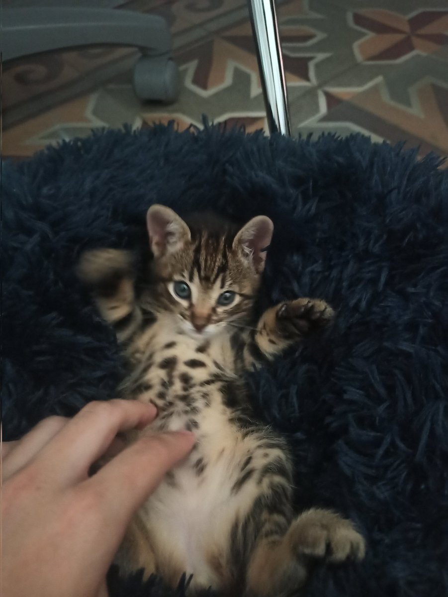diegoculebrix's tweet photo. Quiero mucho a mi gatita, nada, ese el tweet 🥺🤍 https://t.co/hKpEVdhJF1