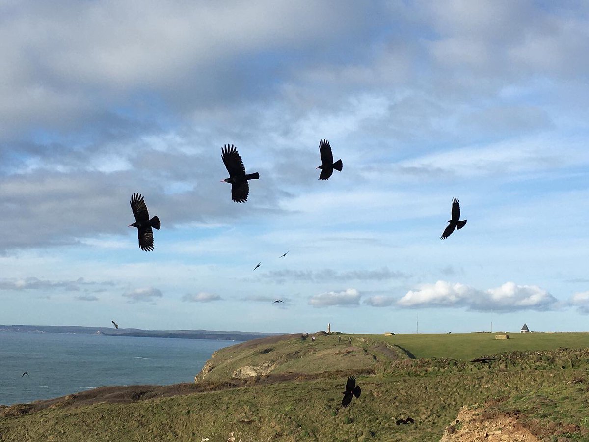 cornishknitting's tweet photo. Choughs! #cornwall #cornishchoughs #choughs https://t.co/YeXvZPr9pq