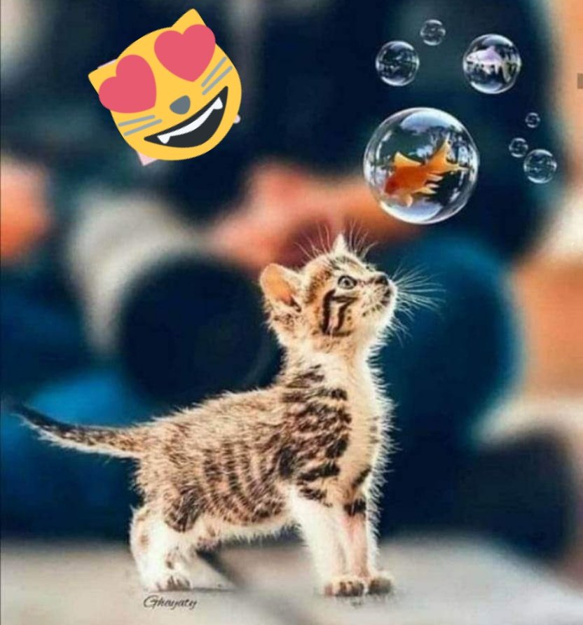 ruben_corella's tweet photo. #FelizAnoNuevo #añodegatos #añodelgato #catsyear #BubbleDeFi #bubbles #cute #cutie #gatito #caturday #pets #kitten #kittens #cutekitten #funnycat #sweetcat #funday #NewYear #gatitos #catlover #kittenlover https://t.co/KeddcDWoKZ