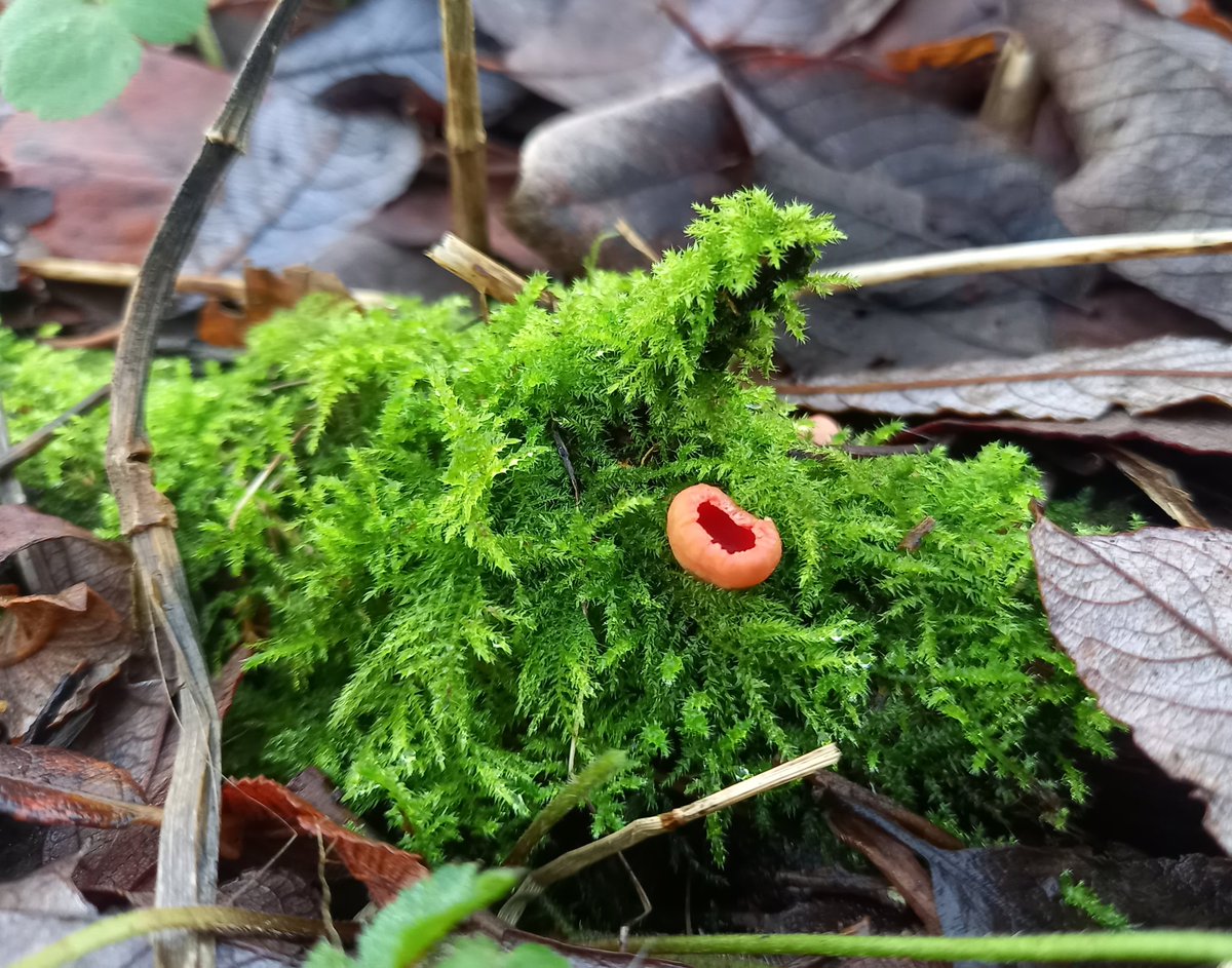 Newly emerging Scarlet elf cup.
Sarcoscypha coccinea.
Hampshire South downs today.
#mushroomtwitter 🍄