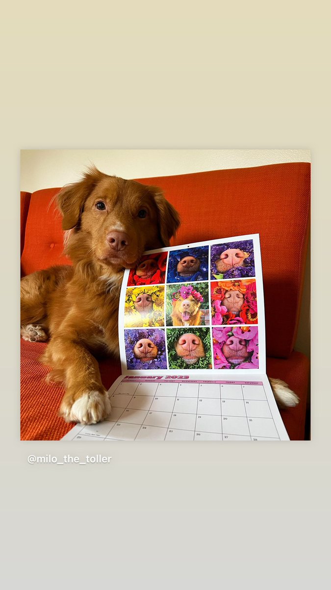 Milo’s calendar is on sale today!! Check it out at milothetoller.com. #Calendar #dogcalendar #DogsOnTwitter #cutedog #2023NewYear
