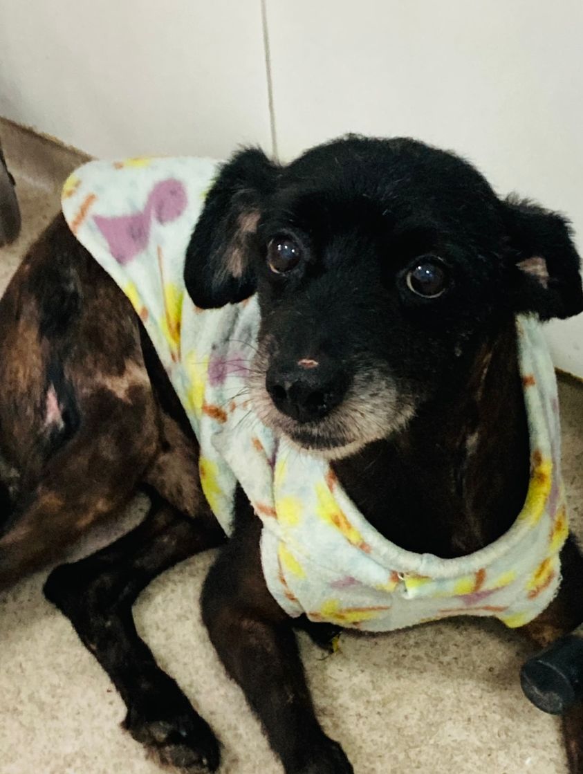 recantodosanjos's tweet image. SP(SBC)-Amiguinhos eu morava na rua fui atropelado largado pra morrer . Mais fui resgatado passei por um tratamento agora estou ótimo mais preciso de uma família alguém pode me acolher sou muito bonzinho não dou trabalho e tenho muito amor pra dar 😢🙏...watts 11962758769 Tiana