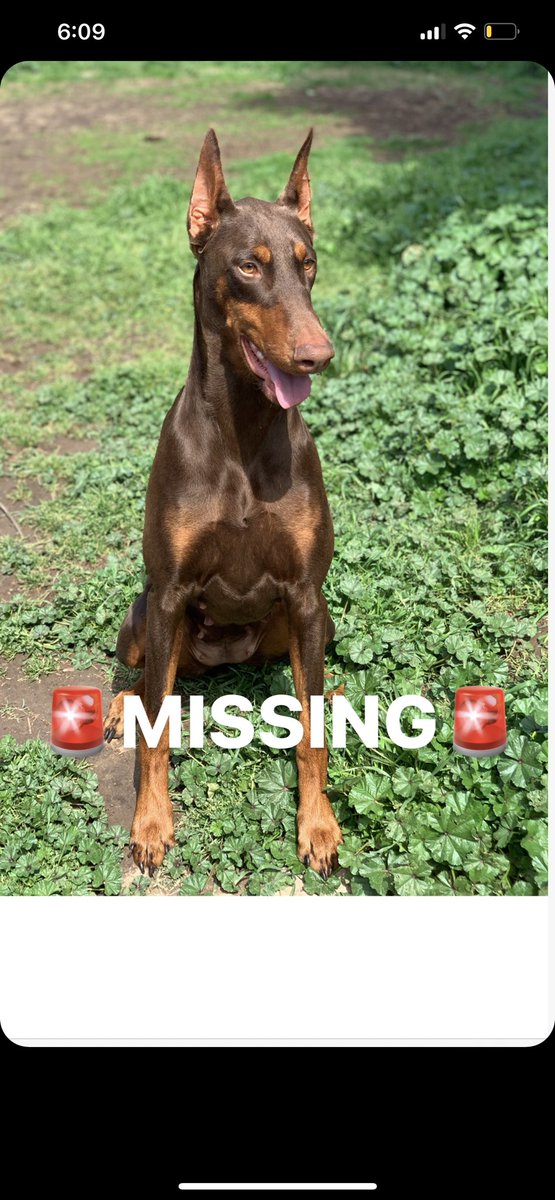 tattoo_angelo95's tweet photo. My pup is missing her name is chica she’s in the area of Elk Grove florin and bridal smith drive, someone said they might have seen her over by florin high school https://t.co/WlubqXq9yT