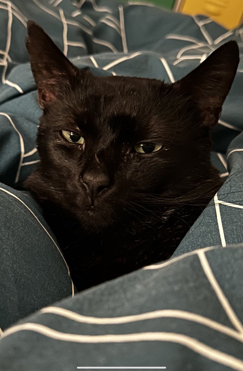 jonny_p_good's tweet photo. #bernard #CatsOfTwitter ❤️ https://t.co/gO67Tk99ZY