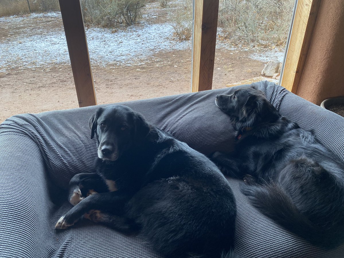 HeidiSocial's tweet image. In my next life, I want to come back as a dog. #RoughLife