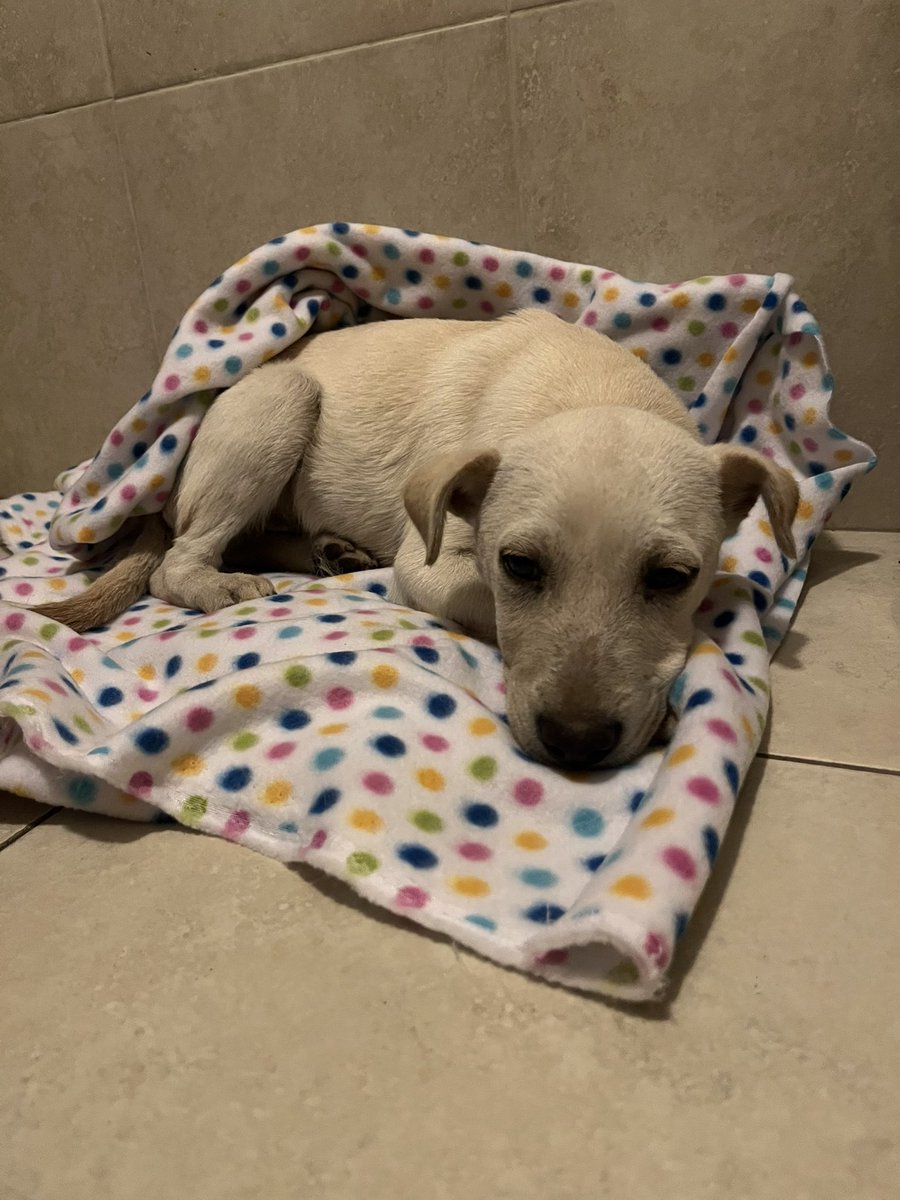 marifer_q's tweet photo. Palomo en adopción responsable💗🐶el y su hermano fueron rescatados de un taller donde vivian en pesimas condiciones😞 su hermanito ya se adopto pero el no ha tenido suerte😭 ayuda por favor para encontrarle una casa a palomo💗💗💗🐶🐶🐶🐶

Yo pago sus vacunas y esterilización https://t.co/RnNmkFgg3l