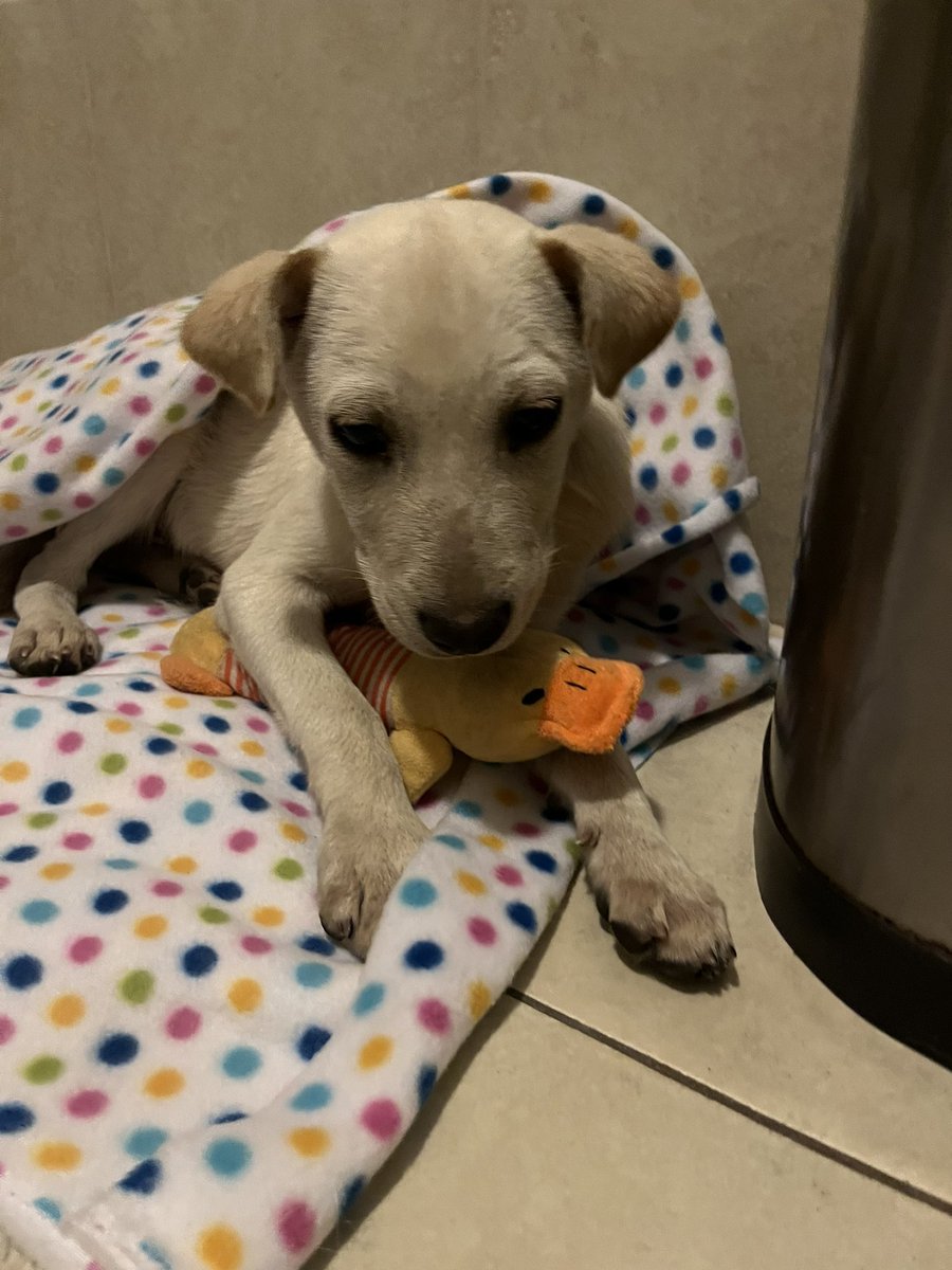 marifer_q's tweet photo. Palomo en adopción responsable💗🐶el y su hermano fueron rescatados de un taller donde vivian en pesimas condiciones😞 su hermanito ya se adopto pero el no ha tenido suerte😭 ayuda por favor para encontrarle una casa a palomo💗💗💗🐶🐶🐶🐶

Yo pago sus vacunas y esterilización https://t.co/RnNmkFgg3l