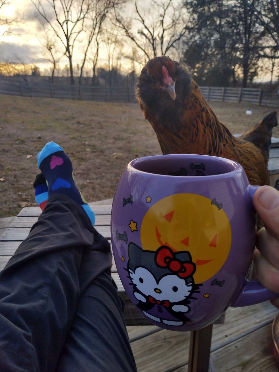 SueNelsonReilly's tweet image. Okra can't figure out what I'm drinking. They're pretty much only Beer Judging Chickens. 🤣🤣🤣 #MondayFunday #lifeWithChickens #enoughForMe #supportsystemisStrong #longarms #longReach #TheDoorIsOpen #BambooBeetles