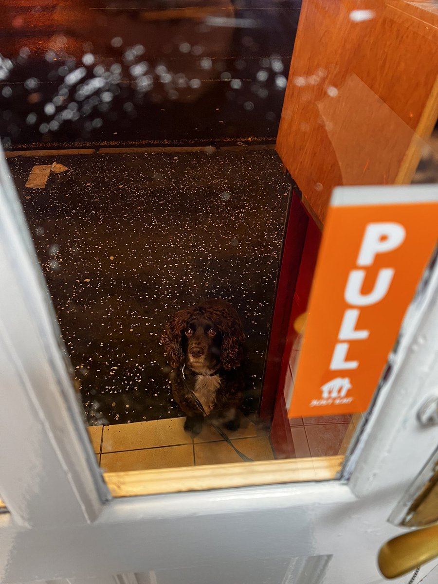Tarka McSpaniel (@tarkamcspaniel) on Twitter photo He’s getting Donner pizza. 😍🐶 He’s getting Donner pizza. 😍🐶