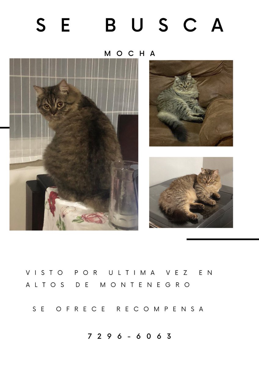 mariangafiune's tweet photo. Hola!! El gato de una amiga se perdió por Altos de Montenegro, Alajuela

Porfa compartir!!! https://t.co/cjHRLshN93