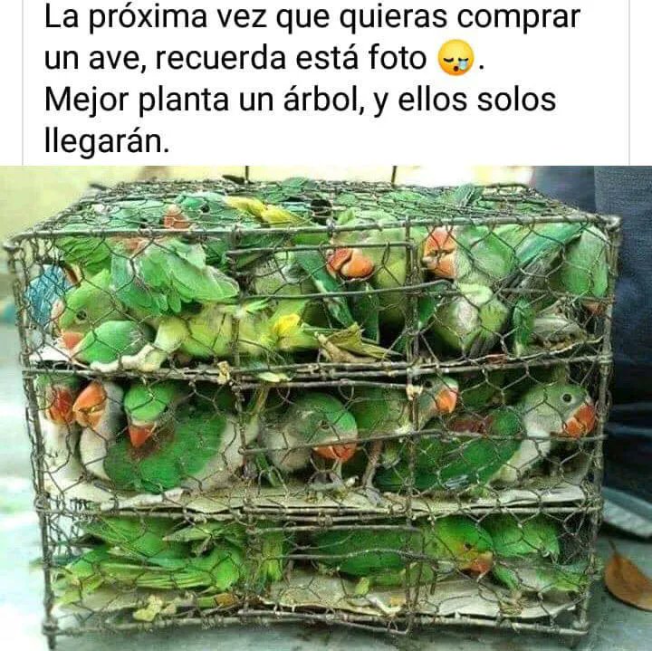 EcoInventos tweet media