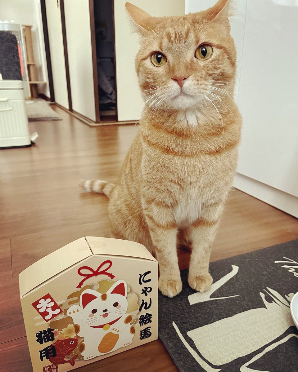 ChitaroL's tweet photo. Day.1207
まだまだ正月気分😸

#猫好きさんと繋がりたい #猫 #マンチカン #茶トラ #cats #CatsOfTwitter #ginger #足長 #正月気分 https://t.co/Mrm1OimlJW