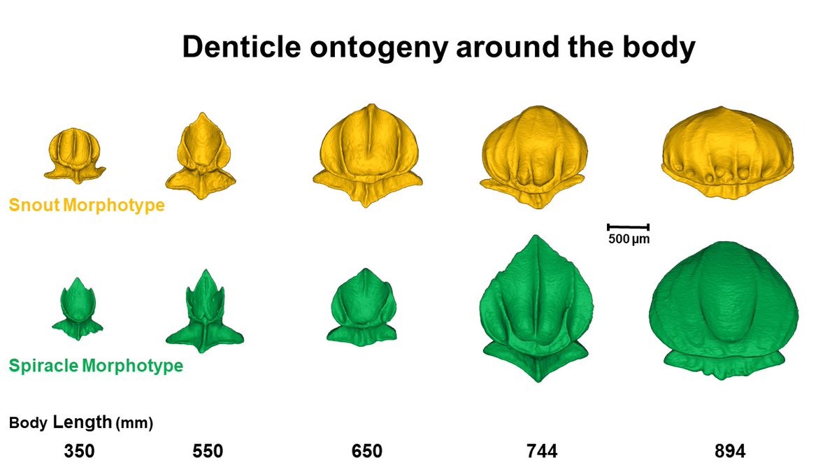 georgelauder's tweet photo. Gearing up for the #SICB2023 meetings … first up is the #shark #denticle #multiverse! Talks by @dfbvaz and Tess Avery will describe remarkable changes in denticles during ontogeny in the Portuguese dogfish, accompanied by lots of variation around the body @SICB_ @SICB_DCB_DVM https://t.co/l13CP9GUVm